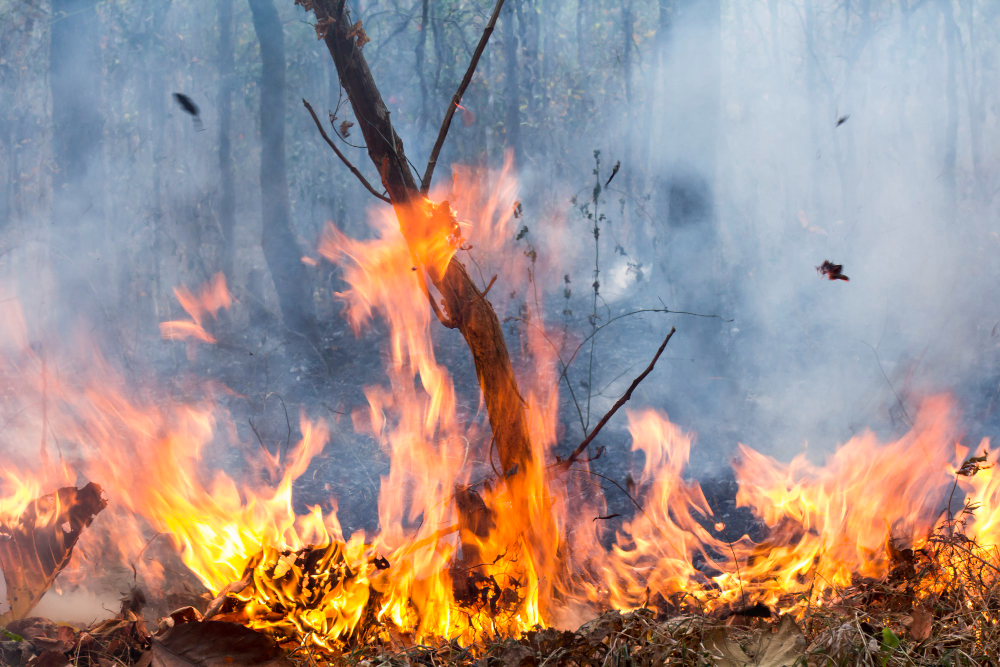 Incendio alla porcilaia, danneggiati 15 pannelli a Roncoferraro
