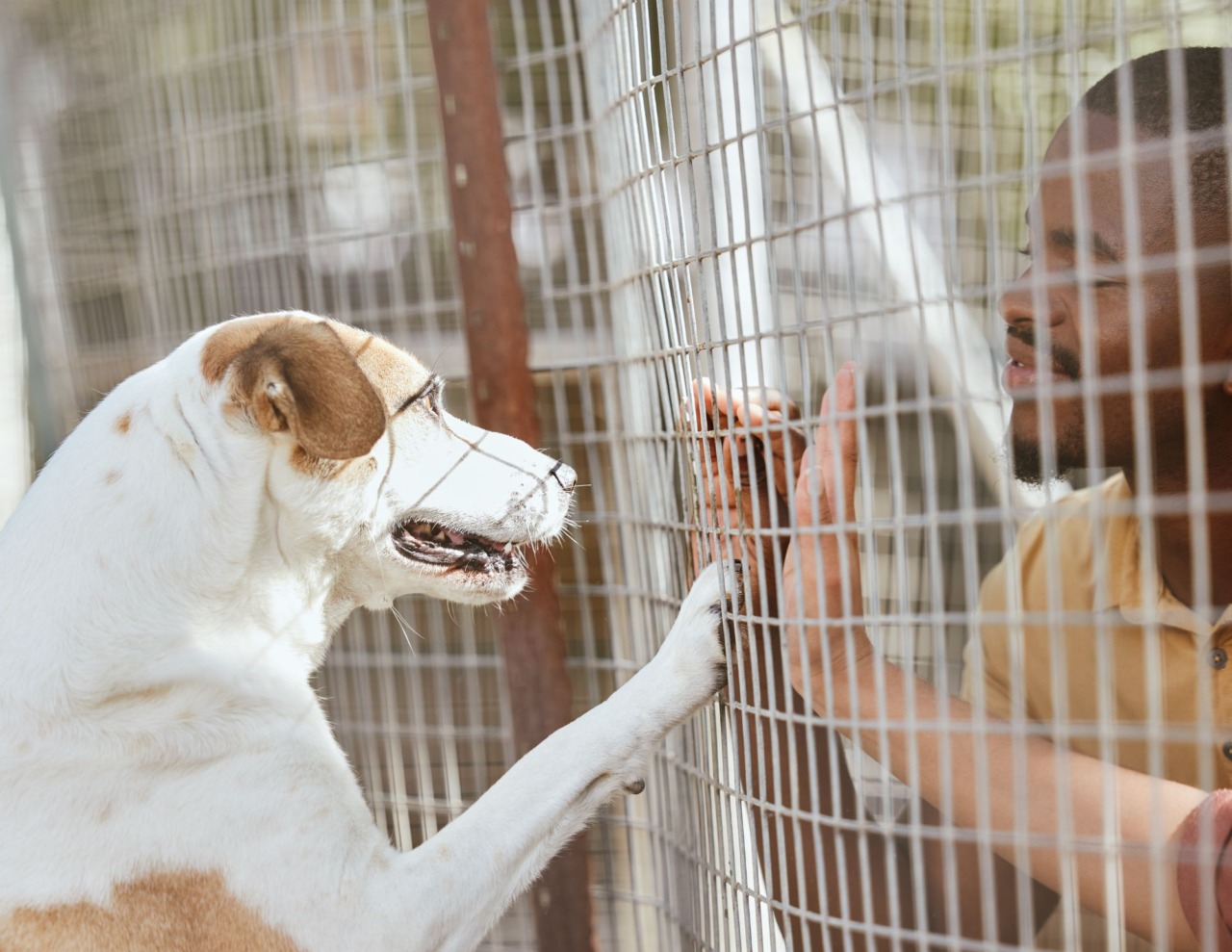 Cena solidale per sostenere il rifugio e i suoi animali