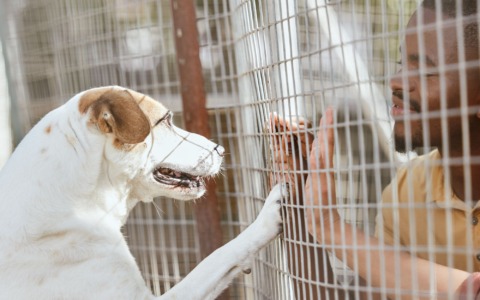 Cena solidale per sostenere il rifugio e i suoi animali
